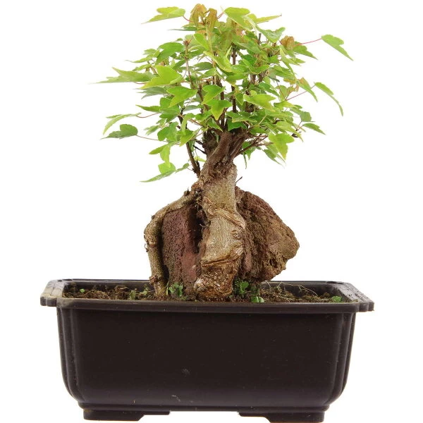 Dreispitzahorn, Bonsai, 11 Jahre, 23cm 3 Dreispitzahorn, Bonsai, 11 Jahre, 23cm