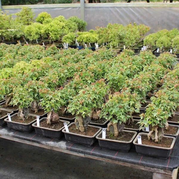 Dreispitzahorn, Bonsai, 11 Jahre, 23cm 4 Dreispitzahorn, Bonsai, 11 Jahre, 23cm – Bild 2