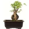 Dreispitzahorn, Bonsai, 11 Jahre, 25cm -Empfohlener Shop für Topfpflanzen oacebue112 12