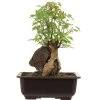 Dreispitzahorn, Bonsai, 11 Jahre, 28cm 2 Dreispitzahorn, Bonsai, 11 Jahre, 28cm -Empfohlener Shop für Topfpflanzen oacebue112 18