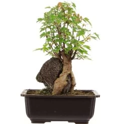 Dreispitzahorn, Bonsai, 11 Jahre, 28cm