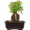 Dreispitzahorn, Bonsai, 11 Jahre, 26cm -Empfohlener Shop für Topfpflanzen oacebue112 29