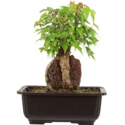 Dreispitzahorn, Bonsai, 11 Jahre, 26cm