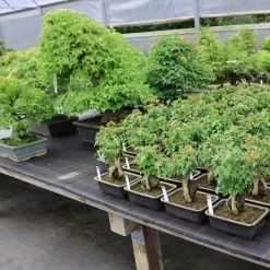 Dreispitzahorn, Bonsai, 11 Jahre, 26cm -Empfohlener Shop für Topfpflanzen oacebue112 293