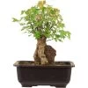 Dreispitzahorn, Bonsai, 11 Jahre, 25cm 2 Dreispitzahorn, Bonsai, 11 Jahre, 25cm -Empfohlener Shop für Topfpflanzen oacebue112 34