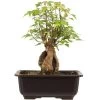 Dreispitzahorn, Bonsai, 11 Jahre, 27cm -Empfohlener Shop für Topfpflanzen oacebue112 38
