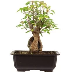 Dreispitzahorn, Bonsai, 11 Jahre, 27cm
