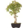 Dreispitzahorn, Bonsai, 12 Jahre, 40cm -Empfohlener Shop für Topfpflanzen oacebue121 04