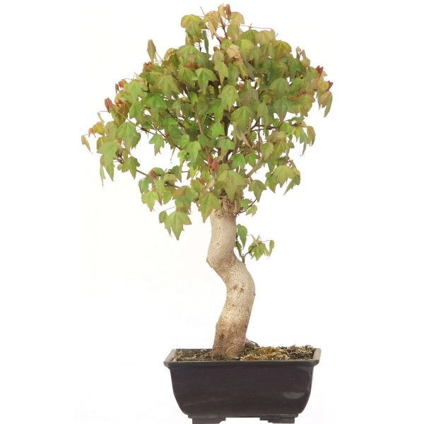 Dreispitzahorn, Bonsai, 12 Jahre, 40cm 3 Dreispitzahorn, Bonsai, 12 Jahre, 40cm