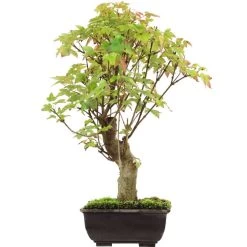Dreispitzahorn, Bonsai, 12 Jahre, 46cm