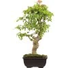 Dreispitzahorn, Bonsai, 12 Jahre, 40cm -Empfohlener Shop für Topfpflanzen oacebue121 14