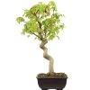 Dreispitzahorn, Bonsai, 12 Jahre, 43cm -Empfohlener Shop für Topfpflanzen oacebue121 22