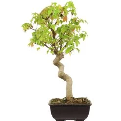 Dreispitzahorn, Bonsai, 12 Jahre, 43cm
