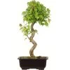 Dreispitzahorn, Bonsai, 14 Jahre, 39cm -Empfohlener Shop für Topfpflanzen oacebue141 04