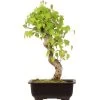 Dreispitzahorn, Bonsai, 14 Jahre, 36cm -Empfohlener Shop für Topfpflanzen oacebue141 51