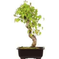 Dreispitzahorn, Bonsai, 14 Jahre, 36cm