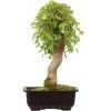 Dreispitzahorn, Bonsai, 14 Jahre, 34cm -Empfohlener Shop für Topfpflanzen oacebue141 59