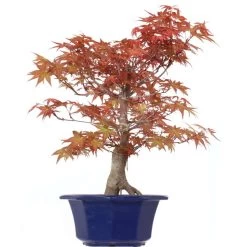 Japanischer Deshojo Fächerahorn, Bonsai, 10 Jahre, 45cm