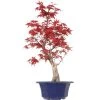 Japanischer Deshojo Fächerahorn, Bonsai, 10 Jahre, 50cm 1 Japanischer Deshojo Fächerahorn, Bonsai, 10 Jahre, 50cm -Empfohlener Shop für Topfpflanzen oacedes101 20