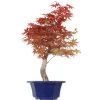 Japanischer Deshojo Fächerahorn, Bonsai, 10 Jahre, 48cm -Empfohlener Shop für Topfpflanzen oacedes101 21