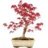 Japanischer Deshojo Fächerahorn, Bonsai, 11 Jahre, 34cm 2 Japanischer Deshojo Fächerahorn, Bonsai, 11 Jahre, 34cm -Empfohlener Shop für Topfpflanzen oacedes111 09