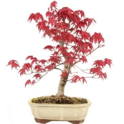 Japanischer Deshojo Fächerahorn, Bonsai, 11 Jahre, 34cm