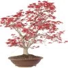 Japanischer Deshojo Fächerahorn, Bonsai, 20 Jahre, 75cm -Empfohlener Shop für Topfpflanzen oacedes201 01
