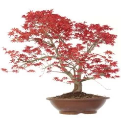 Japanischer Deshojo Fächerahorn, Bonsai, 20 Jahre, 75cm -Empfohlener Shop für Topfpflanzen oacedes201 013