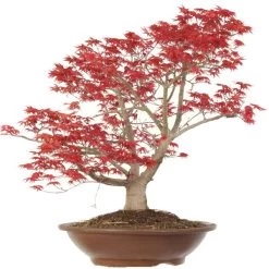 Japanischer Deshojo Fächerahorn, Bonsai, 20 Jahre, 75cm -Empfohlener Shop für Topfpflanzen oacedes201 014