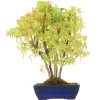 Japanischer Fächerahorn, Bonsai, 10 Jahre, 36cm -Empfohlener Shop für Topfpflanzen oacepal101 11