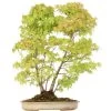 Japanischer Fächerahorn, Bonsai, 18 Jahre, 68cm -Empfohlener Shop für Topfpflanzen oacepal181 01