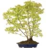 Japanischer Fächerahorn, Bonsai, 18 Jahre, 72cm 1 Japanischer Fächerahorn, Bonsai, 18 Jahre, 72cm -Empfohlener Shop für Topfpflanzen oacepal181 02