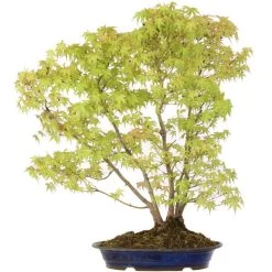 Japanischer Fächerahorn, Bonsai, 18 Jahre, 72cm