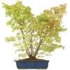 Japanischer Fächerahorn, Bonsai, 18 Jahre, 65cm -Empfohlener Shop für Topfpflanzen oacepal181 03