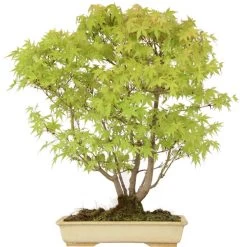 Japanischer Fächerahorn, Bonsai, 18 Jahre, 69cm