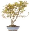 Japanischer Fächerahorn Higasayama, Bonsai, 20 Jahre, 77cm -Empfohlener Shop für Topfpflanzen oacepal201 01