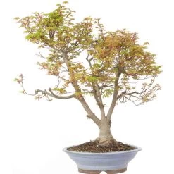 Japanischer Fächerahorn Higasayama, Bonsai, 20 Jahre, 77cm -Empfohlener Shop für Topfpflanzen oacepal201 013