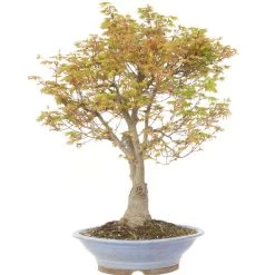 Japanischer Fächerahorn Higasayama, Bonsai, 20 Jahre, 77cm -Empfohlener Shop für Topfpflanzen oacepal201 014