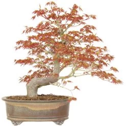 Japanischer Fächerahorn, Bonsai, 24 Jahre, 38cm