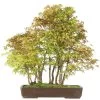 Japanischer Fächerahorn, Bonsai, 25 Jahre, 69cm -Empfohlener Shop für Topfpflanzen oacepal251 01