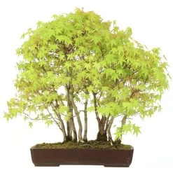 Japanischer Fächerahorn, Bonsai, 25 Jahre, 69cm 10 Japanischer Fächerahorn, Bonsai, 25 Jahre, 69cm -Empfohlener Shop für Topfpflanzen oacepal251 014