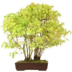 Japanischer Fächerahorn, Bonsai, 25 Jahre, 69cm 11 Japanischer Fächerahorn, Bonsai, 25 Jahre, 69cm -Empfohlener Shop für Topfpflanzen oacepal251 015