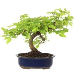 Europäische Hainbuche, Bonsai, 18 Jahre, 38cm
