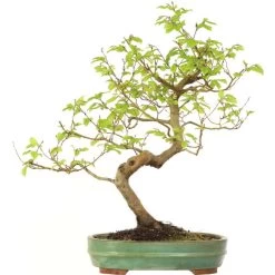 Europäische Hainbuche, Bonsai, 18 Jahre, 59cm