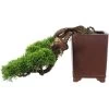 Chinesischer Wacholder, Bonsai, 20 Jahre, 19cm -Empfohlener Shop für Topfpflanzen ojunchi201 10