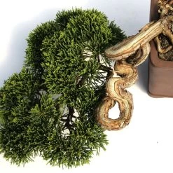 Empfohlener Shop für Topfpflanzen -Empfohlener Shop für Topfpflanzen ojunchi201 102