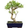 Japanischer Bergapfel, Bonsai, 9 Jahre, 43cm 2 Japanischer Bergapfel, Bonsai, 9 Jahre, 43cm -Empfohlener Shop für Topfpflanzen omaltor092 07
