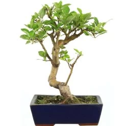 Japanischer Bergapfel, Bonsai, 9 Jahre, 43cm