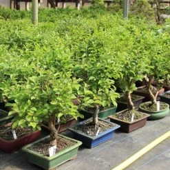 Japanischer Bergapfel, Bonsai, 9 Jahre, 43cm -Empfohlener Shop für Topfpflanzen omaltor092 073