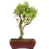 Japanischer Bergapfel, Bonsai, 9 Jahre, 44cm -Empfohlener Shop für Topfpflanzen omaltor092 33